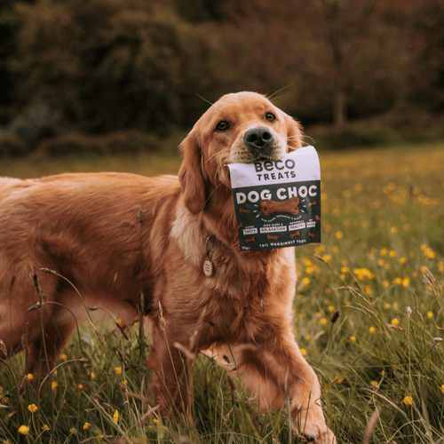 Beco Dog Treats -  Dog Choc with Carob, Chamomile & Quinoa