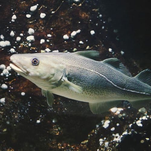 Beco Dry Dog Food Wild Caught Cod & Haddock with Kale & Chickpeas (2 Memphies